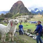 15-Day Peru Tour from Lima Including Paracas, Arequipa and Puno - Who Should Consider This Tour?