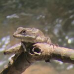 2-3-Hour Manuel Antonio Park Nature Guided Tour - Why This Tour Offers Good Value