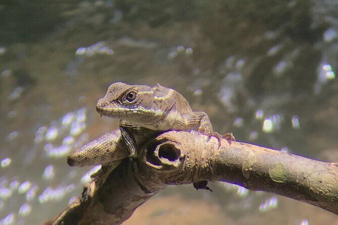 2-3-Hour Manuel Antonio Park Nature Guided Tour - Why This Tour Offers Good Value