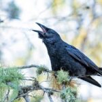 2-Day Bird Watching Tour in the Sierra de Bahoruco - Exploring the 2-Day Bird Watching Tour in Detail