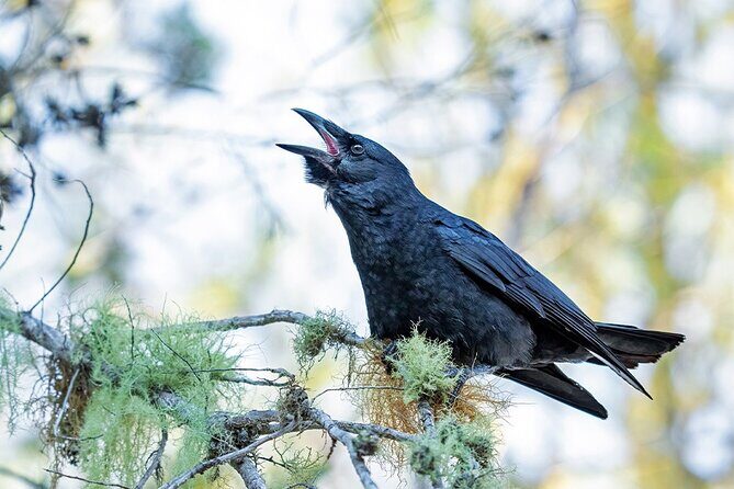 2-Day Bird Watching Tour in the Sierra de Bahoruco - Exploring the 2-Day Bird Watching Tour in Detail