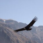 2-Day Colca Canyon, Vicuna Reserve and Condors from Arequipa - Final Thoughts