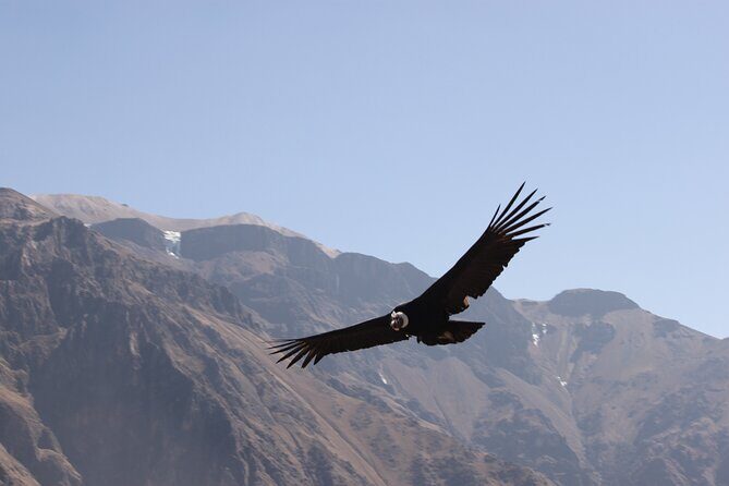 2-Day Colca Canyon, Vicuna Reserve and Condors from Arequipa - Final Thoughts