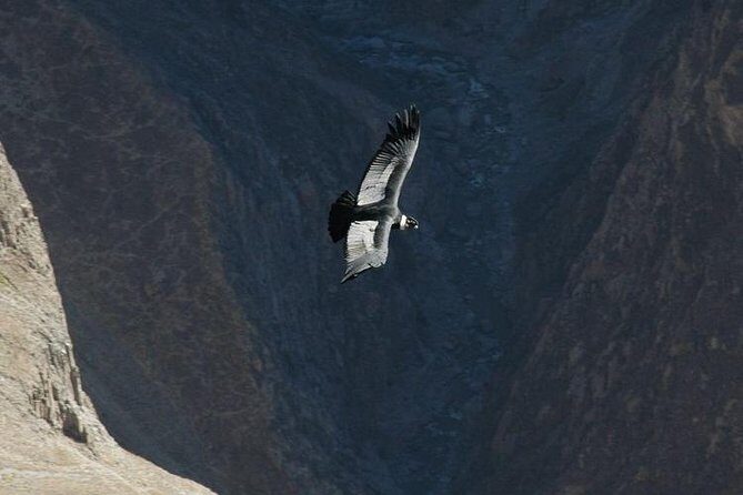 2-Day Group Tour to Colca Canyon from Arequipa to Puno - Practical Considerations and Possible Drawbacks