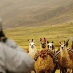 2-Day Private Trek Camping in Rainbow Mountain (Llamachimpana) - FAQ