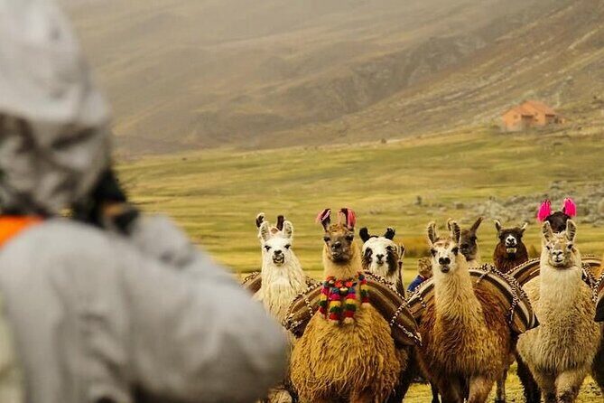 2-Day Private Trek Camping in Rainbow Mountain (Llamachimpana) - FAQ