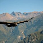 2-Day Tour Colca Canyon in Arequipa with end in Puno - The Itinerary in Detail: What to Expect