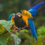 2 days 1 night - Chuncho Clay lick and Sandoval lake - A Detailed Look at the 2-Day Jungle Adventure