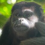 2 Days 1 Night Corcovado Jungle Adventure Sirena Ranger Station - An In-Depth Look at the Corcovado Jungle Adventure