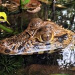 2 days 1 night  Peruvian Tambopata Jungle - A Deep Dive Into the Amazon Experience