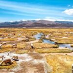 2 Days Colca Canyon Tour with Transfer to Puno - Practical Details to Keep in Mind