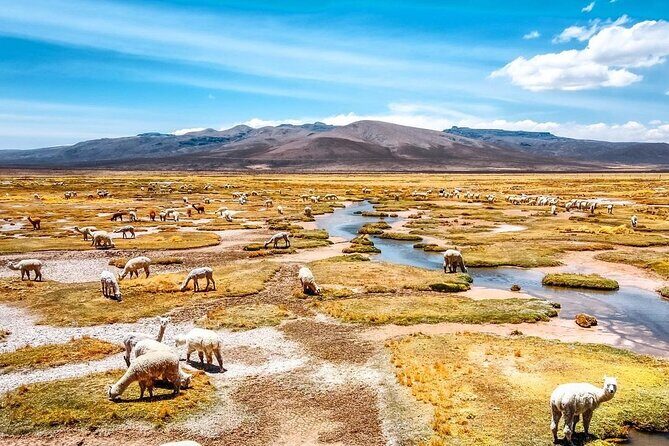 2 Days Colca Canyon Tour with Transfer to Puno - Practical Details to Keep in Mind