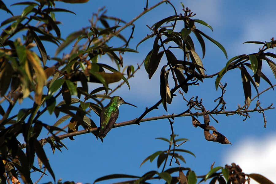 2 Days - Short Inca Trail to MachuPicchu - Who This Tour Is Best For