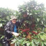 2-Hour Cabanisi Coffee Farm Activity - The Value of a Working Coffee Farm Tour