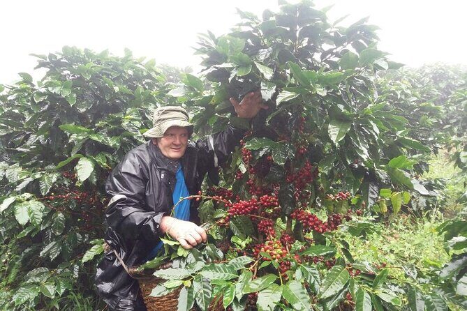 2-Hour Cabanisi Coffee Farm Activity - The Value of a Working Coffee Farm Tour