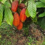 2 Hour Coffee & Chocolate Tour in Playas del Coco - A Deep Dive into the Coffee & Chocolate Tour Experience