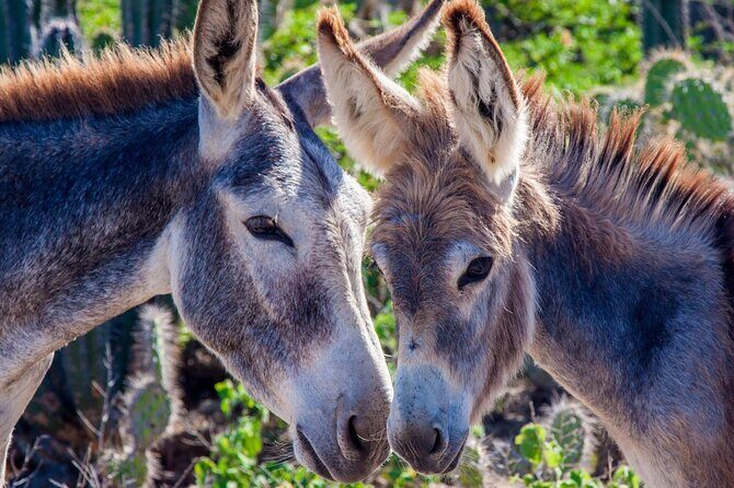 2 hour Individual Guided South Island Tour for Singles/Couples - What’s Included and What’s Not
