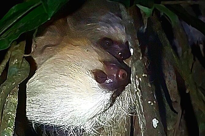 2 Hour Night Hike at Finca Lantana Monteverde - Exploring the Night Hike Experience in Detail