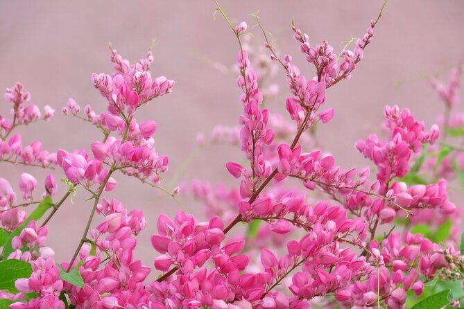 2 Hour Private Guided North Island Tour for singles or doubles - The Sum Up