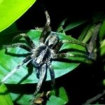 2 Hour Tortuguero Night Tour - Why This Tour Is Worth Considering