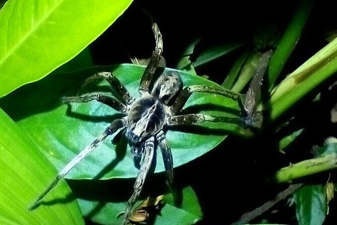 2 Hour Tortuguero Night Tour - Why This Tour Is Worth Considering