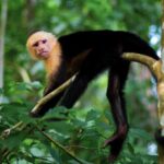 2 HRS Buggy Tour + Waterfalls in Jaco Beach and Los Suenos - Key Points