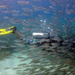 2 tank guided dive House Reef (Pierbaai Reef and Car Pile) - The Full Breakdown of the Experience