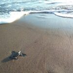 3 day / 2 night tour in Tortuguero - An In-Depth Look at the Tortuguero Tour Experience