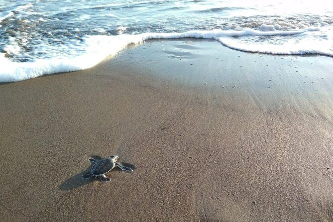 3 day / 2 night tour in Tortuguero - An In-Depth Look at the Tortuguero Tour Experience