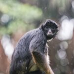 3-Day All Inclusive Guided Jungle Tour from Iquitos at Maniti Eco-Lodge - Day 1: From Iquitos to Monkey Island and Nightlife