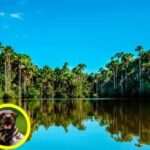 3-Day Amazon Rainforest Adventure - What Travelers Say