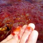 3-Day Caño Cristales (Rainbow River) from Bogotá - Authentic Experiences and Practical Tips