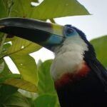 3-Day Eco-Sustainable Private Tour Manu National Park - Who Will Love This Tour?