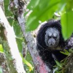 3 Day Jungle Tour Expedition Amazonia Ecuador All included - Frequently Asked Questions