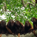 3 Day Manu Tour - What’s Included and What Not