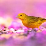 3-day Pantanal Wildlife Tour with accommodation- Departing from Cuiaba - What to Expect from the Experience