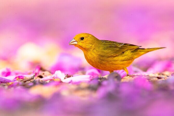 3-day Pantanal Wildlife Tour with accommodation- Departing from Cuiaba - What to Expect from the Experience