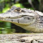 3-day Tortuguero Expedition - A Detailed Breakdown of the 3-Day Tortuguero Tour