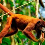 3 days 2 nights  Peruvian Tambopata Jungle - What Makes This Tour Stand Out?