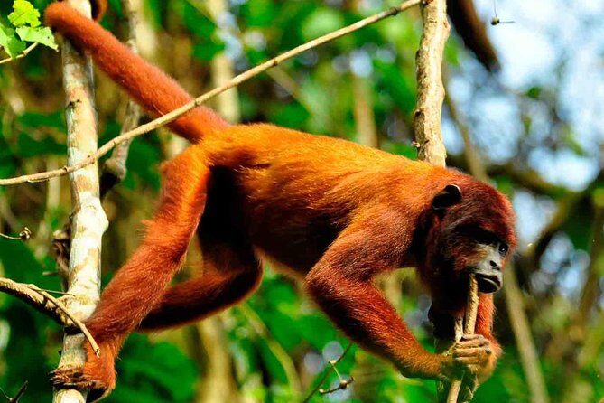3 days 2 nights  Peruvian Tambopata Jungle - What Makes This Tour Stand Out?