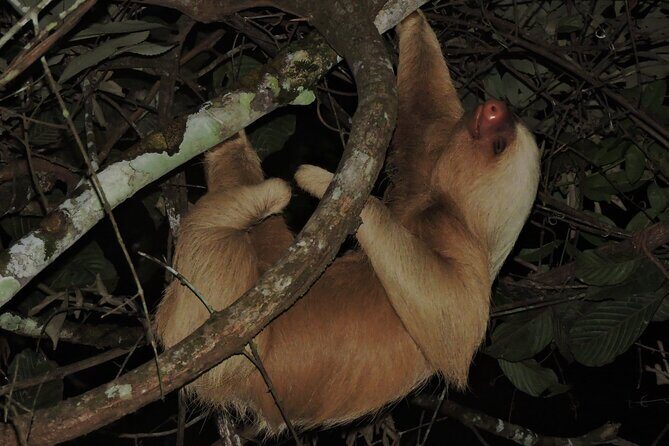 3 Days Tour in Manu Amazon - Practical Details and What to Expect