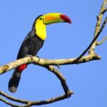 3-hour Belize Birdwatching Guided Tour - Frequently Asked Questions