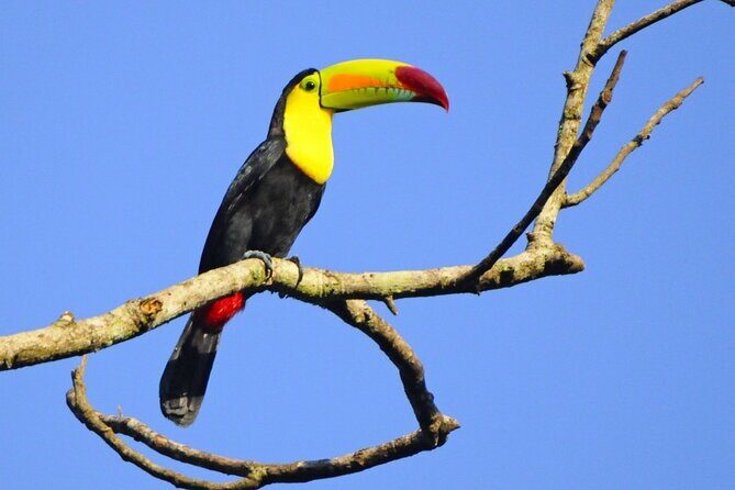 3-hour Belize Birdwatching Guided Tour - Frequently Asked Questions