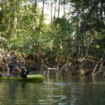 3-Hour Damas Mangrove Kayak Tour - Navigating the Mangroves