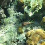 3-Hour Guided Jet Ski Snorkeling Tour on San Pedro Barrier Reef - Discovering the Belize Barrier Reef—What to Expect