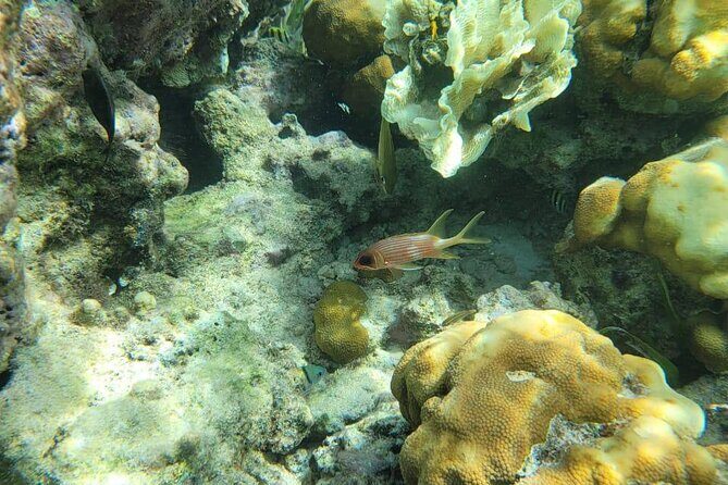 3-Hour Guided Jet Ski Snorkeling Tour on San Pedro Barrier Reef - Discovering the Belize Barrier Reef—What to Expect