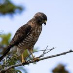 3 Hours Bird Watching Guided Experience in Bajo Cebadilla - The Practical Side: What to Expect