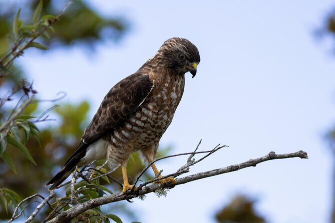 3 Hours Bird Watching Guided Experience in Bajo Cebadilla - The Practical Side: What to Expect