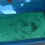 3 hrs Glass Boat Tour in Punta Cana - Who Will Love This Tour?