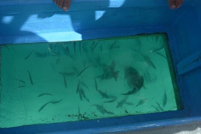 3 hrs Glass Boat Tour in Punta Cana - Who Will Love This Tour?